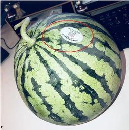 网红吃瓜糖瓜,甜蜜瞬间引发网友热议