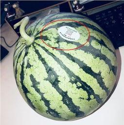 知名网红吃瓜,一场娱乐圈的狂欢盛宴