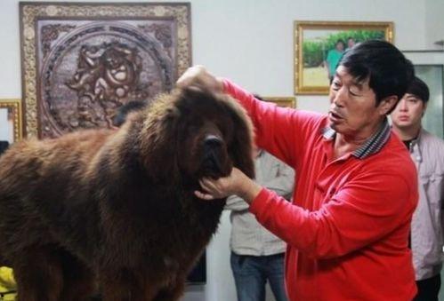 藏獒先生爆料视频大全下载,揭秘幕后真相与精彩瞬间