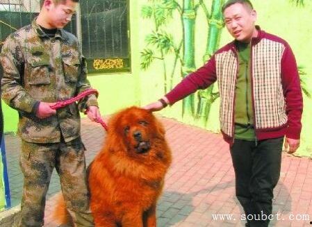 藏獒先生爆料视频大全下载,揭秘幕后真相与精彩瞬间