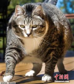 胖猫最新爆料新闻,最新爆料新闻背后的真相与内幕