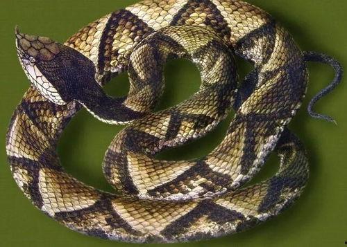 水族毒蛇爆料视频,视频爆料揭示神秘生物的生存智慧