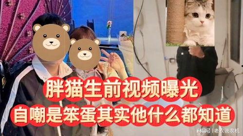 胖猫最新爆料视频