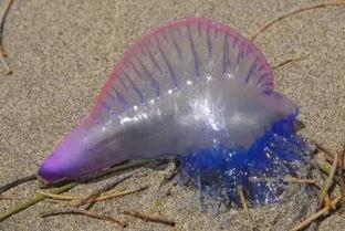 记者爆料野生水母视频播放,记者捕捉野生水母惊险瞬间