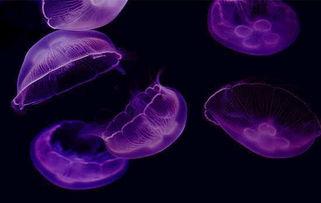 记者爆料野生水母视频播放,记者捕捉野生水母惊险瞬间