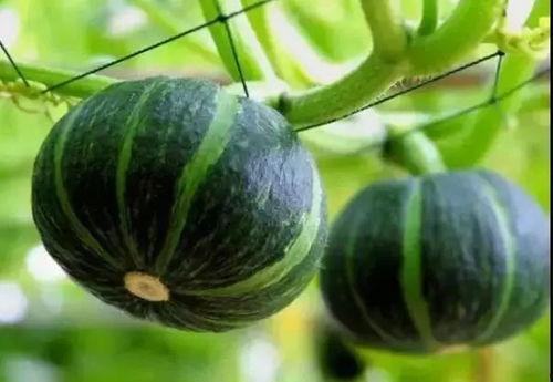 网红刘二萌吃瓜事件,揭秘网红圈内的真实风波