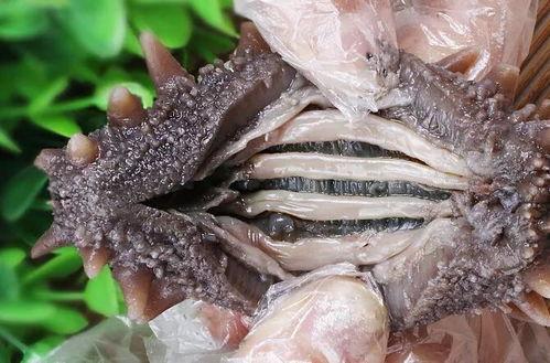 海参爆料原神视频下载,海参爆料视频深度解析