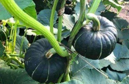 真实视频网红吃瓜,现场惊现惊人一幕！