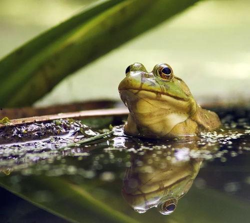爆料牛蛙视频大全下载,热门下载内容大汇总