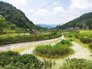 三板溪生态渔村最新爆料,绿色生活新风尚，生态旅游新亮点”