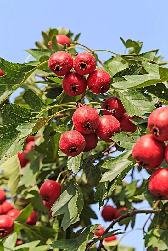 山楂加工爆料视频大全下载,视频大全带你领略传统工艺魅力