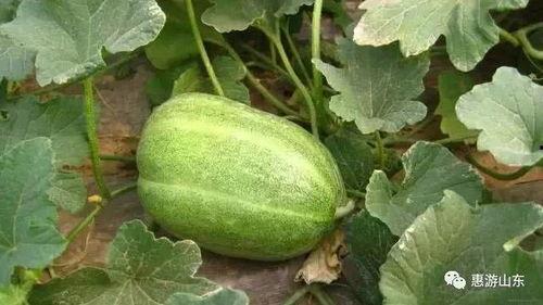 泰安网红吃瓜事件,揭秘网络舆论的风云变幻