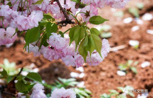 一色里樱在线观看,沉浸式视觉盛宴，揭秘网络红人的魅力之旅