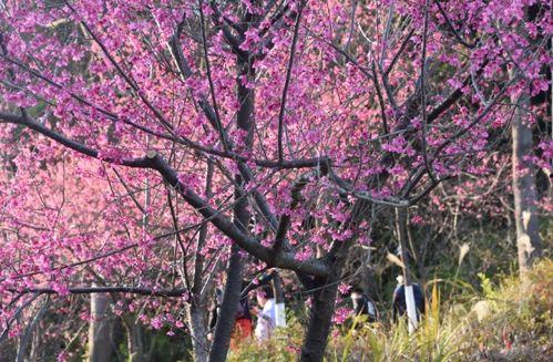 一色里樱在线观看,沉浸式视觉盛宴，揭秘网络红人的魅力之旅
