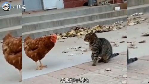 猫哥员工爆料视频大全,揭秘职场真相与幕后故事