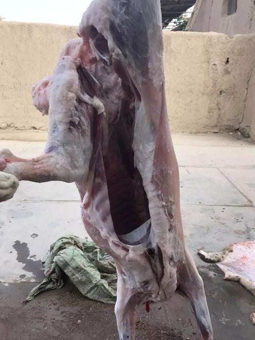 西行记最新爆料是哪一集,揭秘第XX集神秘剧情大揭秘！